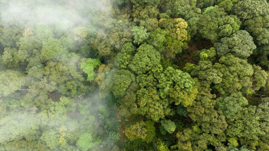 Voluntary carbon market